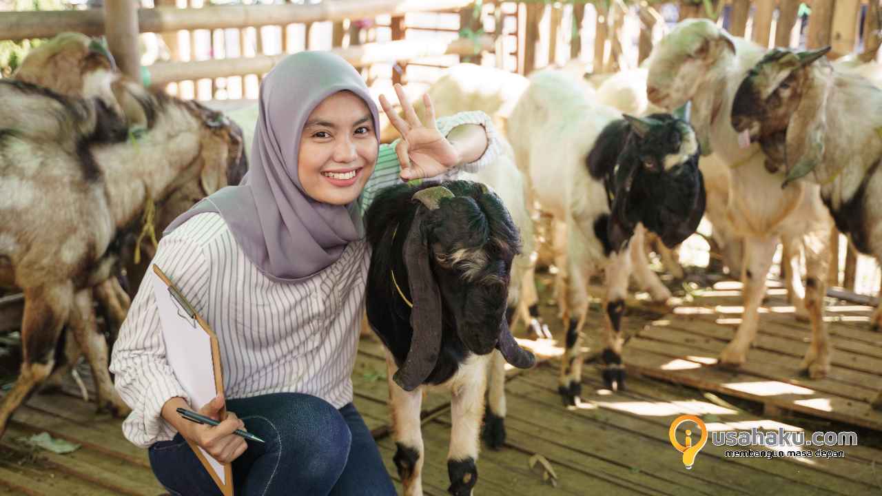 Usaha Ternak Kambing Pakan Fermentasi Nutrisi Optimal Hasil